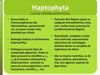 Haptophyta
CLASSE PRYMNESIOPHYCEAE
• Quase todas as
Prymnesiophyceae são
fotossintéticas, apresentando
um, ou quase sempre dois
plastídios por célula;

• Possuem dois flagelos iguais ou
subiguais homodinâmicos, lisos,
com muitas vezes presença de
autofluorescência flagelar;

• Reprodução complexa e ainda
• Balaniger balticus é estritamente
mal conhecida, apresentando
heterotrófica;
várias fases de morfologias
distintas dentre as variações de
• Distingue-se quaro tipos de
organismos do táxon;
composição pigmentar: Todos os
tipos possuem as clorofilas a, c1, • São na maioria marinhos, ou de
c2, β, β-caroteno, diatoxantina,
águas salobras, planctônicos,
diadinoxantina; variando na
mas com algumas espécies de
soma de outros pigmentos, como
água doce;
fucoxantina, clorofila c3 , etc;

 