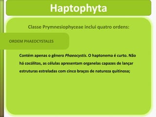 Haptophyta
Classe Prymnesiophyceae inclui quatro ordens:
ORDEM PHAEOCYSTALES
Contém apenas o gênero Phaeocystis. O haptonema é curto. Não
há cocólitos, as células apresentam organelas capazes de lançar

estruturas estreladas com cinco braços de natureza quitinosa;

 