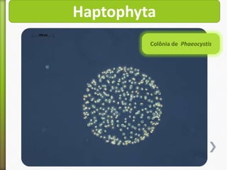 Haptophyta
Colônia de Phaeocystis

 