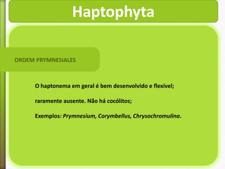 Haptophyta
ORDEM PRYMNESIALES

O haptonema em geral é bem desenvolvido e flexível;
raramente ausente. Não há cocólitos;
Exemplos: Prymnesium, Corymbellus, Chrysochromulina.

 