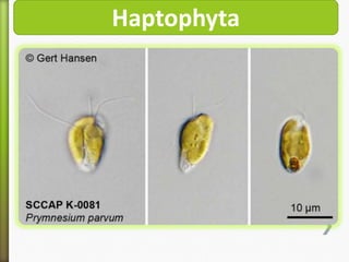 Haptophyta

 