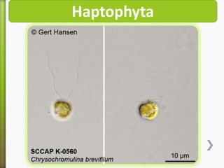 Haptophyta

 