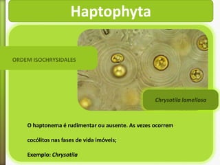 Haptophyta
ORDEM ISOCHRYSIDALES

Chrysotila lamellosa

O haptonema é rudimentar ou ausente. As vezes ocorrem
cocólitos nas fases de vida imóveis;
Exemplo: Chrysotila

 