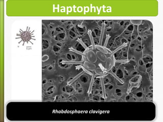Haptophyta

Rhabdosphaera clavigera

 