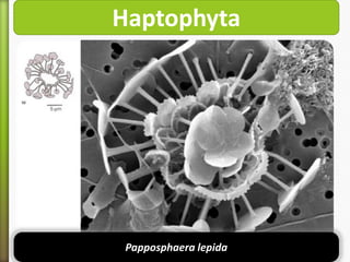Haptophyta

Papposphaera lepida

 