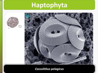Haptophyta

Coccolithus pelagicus

 