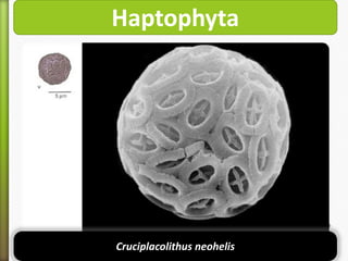 Haptophyta

Cruciplacolithus neohelis

 