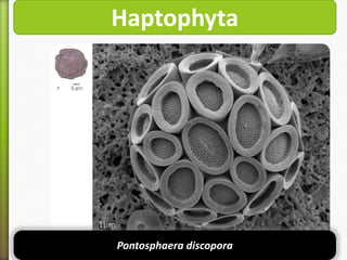Haptophyta

Pontosphaera discopora

 