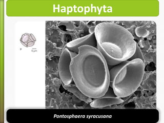 Haptophyta

Pontosphaera syracusana

 