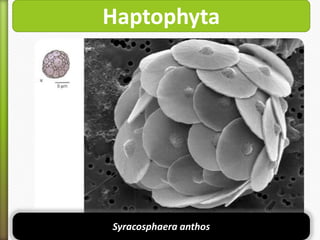 Haptophyta

Syracosphaera anthos

 