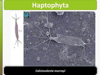 Haptophyta

Calciosolenia murrayi

 