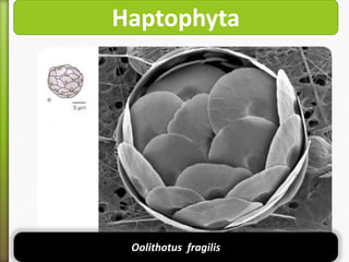 Haptophyta

Oolithotus fragilis

 