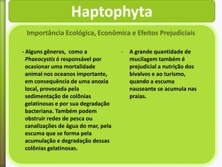 Haptophyta
Importância Ecológica, Econômica e Efeitos Prejudiciais
- Alguns gêneros, como a
Phaeocystis é responsável por
ocasionar uma mortalidade
animal nos oceanos importante,
em consequência de uma anoxia
local, provocada pela
sedimentação de colônias
gelatinosas e por sua degradação
bacteriana. Também podem
obstruir redes de pesca ou
canalizações de água do mar, pela
escuma que se forma pela
acumulação e degradação dessas
colônias gelatinosas.

-

A grande quantidade de
mucilagem também é
prejudicial a nutrição dos
bivalvos e ao turismo,
quando a escuma
nauseante se acumula nas
praias.

 