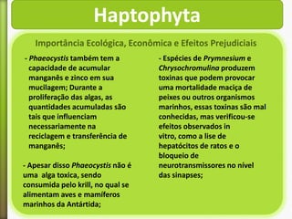 Haptophyta
Importância Ecológica, Econômica e Efeitos Prejudiciais
- Phaeocystis também tem a
capacidade de acumular
manganês e zinco em sua
mucilagem; Durante a
proliferação das algas, as
quantidades acumuladas são
tais que influenciam
necessariamente na
reciclagem e transferência de
manganês;
- Apesar disso Phaeocystis não é
uma alga toxica, sendo
consumida pelo krill, no qual se
alimentam aves e mamíferos
marinhos da Antártida;

- Espécies de Prymnesium e
Chrysochromulina produzem
toxinas que podem provocar
uma mortalidade maciça de
peixes ou outros organismos
marinhos, essas toxinas são mal
conhecidas, mas verificou-se
efeitos observados in
vitro, como a lise de
hepatócitos de ratos e o
bloqueio de
neurotransmissores no nível
das sinapses;

 