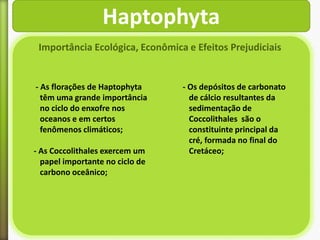 Haptophyta
Importância Ecológica, Econômica e Efeitos Prejudiciais

- As florações de Haptophyta
têm uma grande importância
no ciclo do enxofre nos
oceanos e em certos
fenômenos climáticos;
- As Coccolithales exercem um
papel importante no ciclo de
carbono oceânico;

- Os depósitos de carbonato
de cálcio resultantes da
sedimentação de
Coccolithales são o
constituinte principal da
cré, formada no final do
Cretáceo;

 