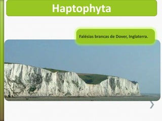 Haptophyta
Falésias brancas de Dover, Inglaterra.

 