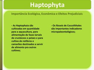 Haptophyta
Importância Ecológica, Econômica e Efeitos Prejudiciais

- As Haptophyta são
cultivadas em quantidade
para a aquacultura, para
alimentação de fases larvais
de crustáceos e peixes e para
cultivo de rotíferos e
camarões destinados a servir
de alimento pra outros
cultivos;

- Os fósseis de Coccolithales
são importantes indicadores
micropaleontológicos;

 