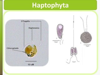Haptophyta

 