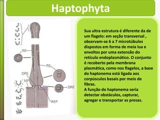Haptophyta
Sua ultra estrutura é diferente da de
um flagelo: em seção transversal ,
observam-se 6 a 7 microtúbulos
dispostos em forma de meia lua e
envoltos por uma extensão do
retículo endoplasmático. O conjunto
é recoberto pela membrana
plasmática, como nos flagelos, a base
do haptonema está ligada aos
corpúsculos basais por meio de
fibras.
A função do haptonema seria
detectar obstáculos, capturar,
agregar e transportar as presas.

 