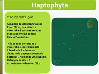 Haptophyta
TIPO DE NUTRIÇÃO
A maioria das Haptophytas são
fototróficas, no entanto a
mixotrofia é bastante comum,
especialmente no gênero
Chrysochromulina .
Não se sabe ao certo se a
mixotrofia é controlada pela
intensidade luminosa ou
abundancia de presas (exemplo
bactérias). Ao menos uma espécie,
Balaniger balticus, é
exclusivamente heterotrófica.

 