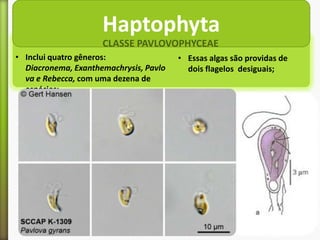 Haptophyta
CLASSE PAVLOVOPHYCEAE
• Inclui quatro gêneros:
Diacronema, Exanthemachrysis, Pavlo
va e Rebecca, com uma dezena de
espécies;

• Essas algas são providas de
dois flagelos desiguais;

 