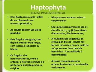 Haptophyta
CLASSE PAVLOVOPHYCEAE
• Com haptonema curto , difícil
de ser observado em
microscopia óptica;

• Não possuem escamas sobre o
corpo celular;

• As células contém um único
plastídio;

• Seus principais pigmentos são as
clorofilas a, c1, c2, β, β-caroteno,
diatoxantina, diadinoxantina;

• Dois flagelos desiguais, com
flagelo anterior mais longo,
com inserção subapical ou
lateral;
• Os flagelos são
heterodinâmicos, onde o
anterior é flexível e ondula e o
posterior é dirigido pra trás e
é rígido;

• A multiplicação vegetativa se
efetua por divisão celular nas
formas monadais, ou por meio de
zoósporos nas fases de vida
bentônicas. A sexualidade é
desconhecida;

• A classe compreende uma
ordem, Pavlovales, e uma família,
Pavlovaceae.

 