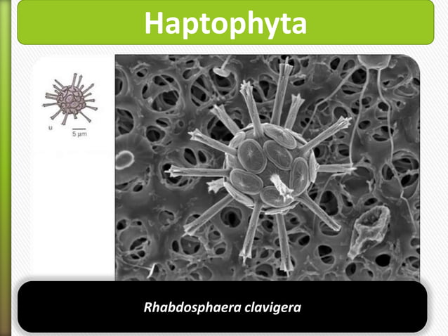 FILO HAPTOPHYTA
