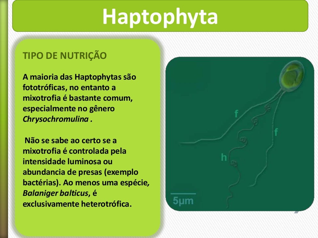 FILO HAPTOPHYTA