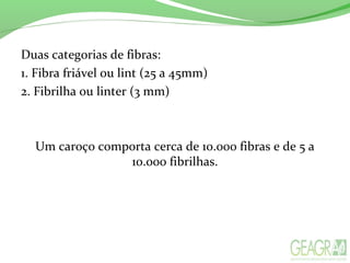 Duas categorias de fibras:
1. Fibra friável ou lint (25 a 45mm)
2. Fibrilha ou linter (3 mm)
Um caroço comporta cerca de 10.000 fibras e de 5 a
10.000 fibrilhas.
 