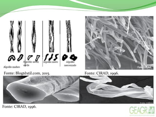 Fonte: CIRAD, 1996.
Fonte: CIRAD, 1996.Fonte: Blogtêxtil.com, 2015.
 