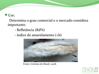 Cor;
Determina o grau comercial e o mercado considera
importante.
- Refletância (Rd%)
- índice de amarelamento (+b)
Fonte: Cotimes do Brasil, 2008.
 
