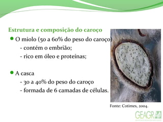 Estrutura e composição do caroço
O miolo (50 a 60% do peso do caroço)
- contém o embrião;
- rico em óleo e proteínas;
A casca
- 30 a 40% do peso do caroço
- formada de 6 camadas de células.
Fonte: Cotimes, 2004.
 