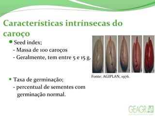 Características intrínsecas do
caroço
Seed index;
- Massa de 100 caroços
- Geralmente, tem entre 5 e 15 g.
• Taxa de germinação;
- percentual de sementes com
germinação normal.
Fonte: AGIPLAN, 1976.
 