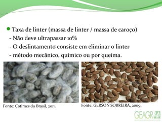 Taxa de linter (massa de linter / massa de caroço)
- Não deve ultrapassar 10%
- O deslintamento consiste em eliminar o linter
- método mecânico, químico ou por queima.
Fonte: GERSON SOBREIRA, 2009.Fonte: Cotimes do Brasil, 2011.
 