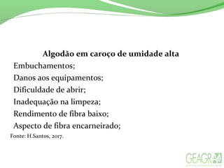 Algodão em caroço de umidade alta
Embuchamentos;
Danos aos equipamentos;
Dificuldade de abrir;
Inadequação na limpeza;
Rendimento de fibra baixo;
Aspecto de fibra encarneirado;
Fonte: H.Santos, 2017.
 