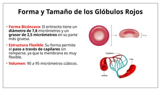 Apresentação Hemarcia, eritoricitos e anemia | PPTX