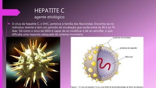 HEPATITE C
agente etiológico
 O vírus da hepatite C, o VHC, pertence à família dos flaviviridae. Encontra-se no
indivíduo doente e tem um período de incubação que oscila entre os 40 e os 70
dias. Tal como o vírus da SIDA é capaz de se modificar e de se camuflar, o que
dificulta uma resposta adequada do sistema imunitário.
 