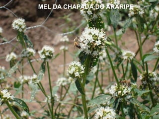 Brasil2010: 19 pedidos de registro no INPI ( Goiabeiras / Cachoeiro – ES)