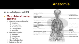 29	
  músculos	
  ligados	
  ao	
  CORE	
  
	
  
¡  Musculatura	
  Lombar	
  
espinhal	
  
²  Grupo	
  transverso	
  Espinhal	
  
²  Rotadores	
  
²  Interespinhais	
  
²  Intertransversias	
  
²  Semiespinhais	
  
²  Multiﬁdus	
  
²  Eretor	
  da	
  Espinha	
  
²  Iliocostais	
  
²  Longíssimus	
  
²  Espinhais	
  
²  Quadrado	
  Lombar	
  
²  Latíssimo	
  Dorsal	
  
 