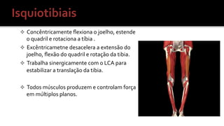 ²  Concêntricamente	
  ﬂexiona	
  o	
  joelho,	
  estende	
  
o	
  quadril	
  e	
  rotaciona	
  a	
  tíbia	
  .	
  
²  Excêntricametne	
  desacelera	
  a	
  extensão	
  do	
  
joelho,	
  ﬂexão	
  do	
  quadril	
  e	
  rotação	
  da	
  tibia.	
  
²  Trabalha	
  sinergicamente	
  com	
  o	
  LCA	
  para	
  
estabilizar	
  a	
  translação	
  da	
  tibia.	
  
²  Todos	
  músculos	
  produzem	
  e	
  controlam	
  força	
  
em	
  múltiplos	
  planos.	
  
Isquiotibiais	
  
 