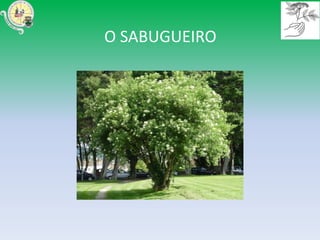 O SABUGUEIRO
 