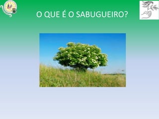 O QUE É O SABUGUEIRO?
 