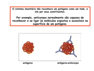 O sistema imunitário não reconhece um patógeno como um todo, e
sim por seus constituintes.

Por exemplo, anticorpos normalmente são capazes de
reconhecer e se ligar às moléculas expostas e acessíveis na
superfície de um patógeno.

antígeno

antígeno-anticorpo

 