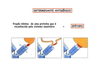 DETERMINANTE ANTIGÊNICO

fração mínima de uma proteína que é
reconhecida pelo sistema imunitário

=

EPÍTOPO

 