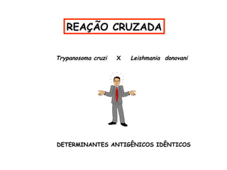 REAÇÃO CRUZADA
Trypanosoma cruzi

X

Leishmania donovani

DETERMINANTES ANTIGÊNICOS IDÊNTICOS

 