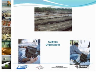 Cultivos Organizados 