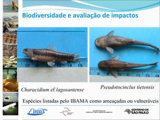 Biodiversidade e avaliação de impactos Characidium  cf  lagosantense Pseudotocinclus tietensis Espécies listadas pelo IBAMA como ameaçadas ou vulneráveis 