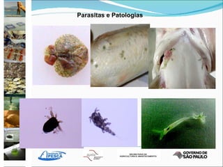 Parasitas e Patologias  