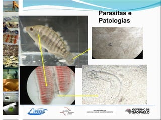 Parasitas e Patologias 