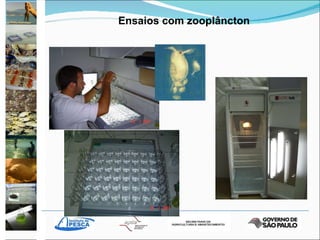 Ensaios com zooplâncton 
